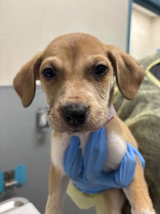 *SAILOR MOON - Pit Bull Terrier / Siberian Husky available for adoption