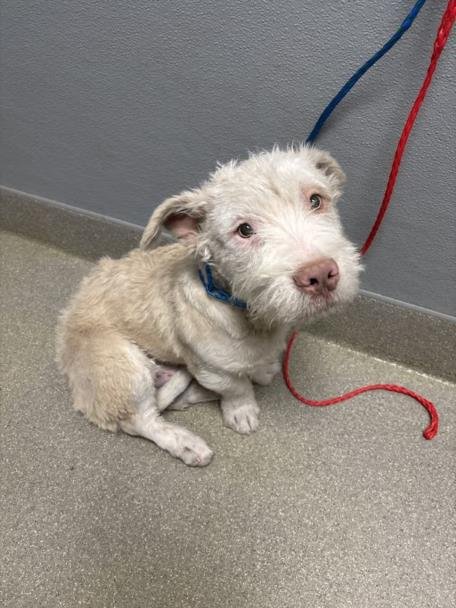 *FRED - Terrier available for adoption