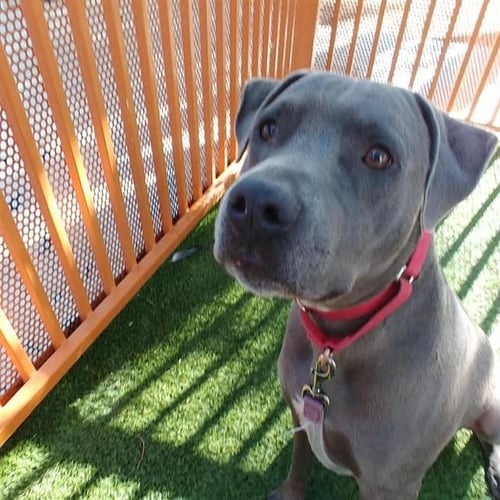 PRINCE - Pit Bull Terrier available for adoption