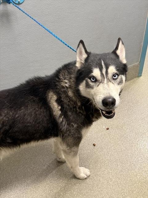 *ANGEL EYES - Siberian Husky available for adoption