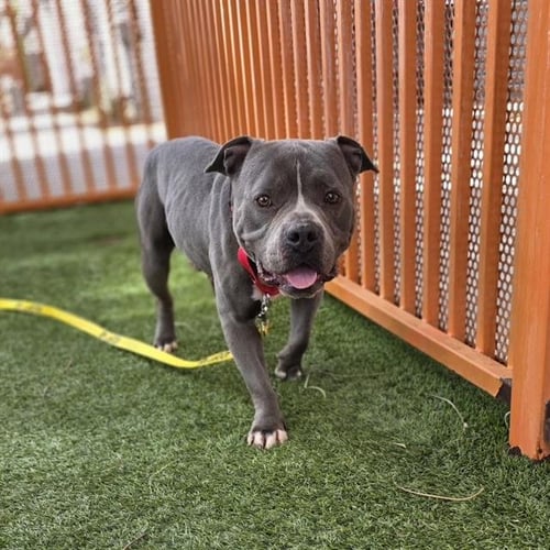 *JORDAN - Pit Bull Terrier available for adoption