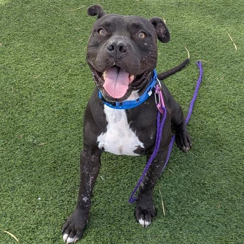 *MR. JACK - Pit Bull Terrier available for adoption
