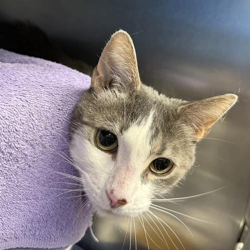 KIKI - Domestic Short Hair available for adoption