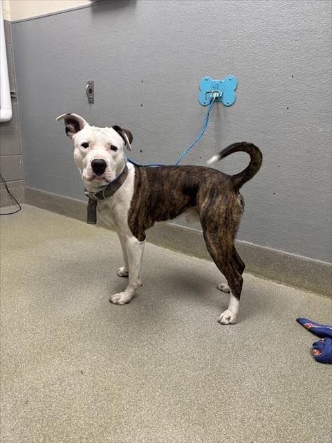 *BOOP NOODLE - Pit Bull Terrier available for adoption