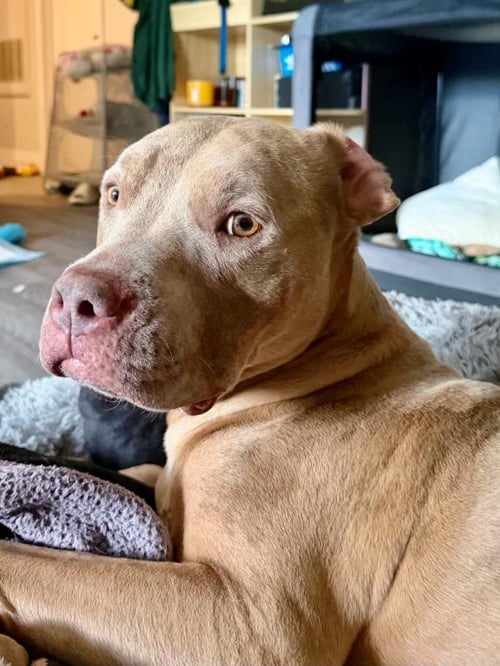 PRINCESS PRISCILLA - Pit Bull Terrier available for adoption