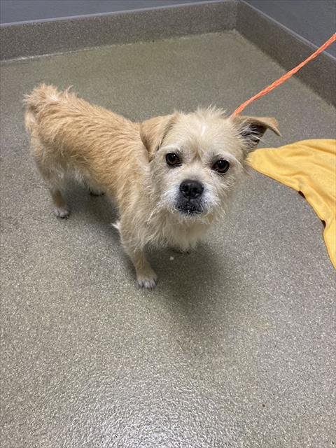 *SHAGGY - Terrier available for adoption