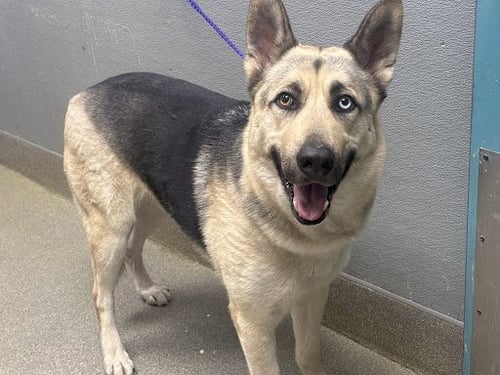 TIGRE - German Shepherd Dog available for adoption
