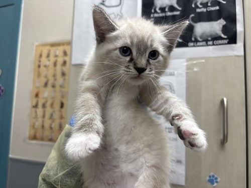 *CARTER - Siamese available for adoption