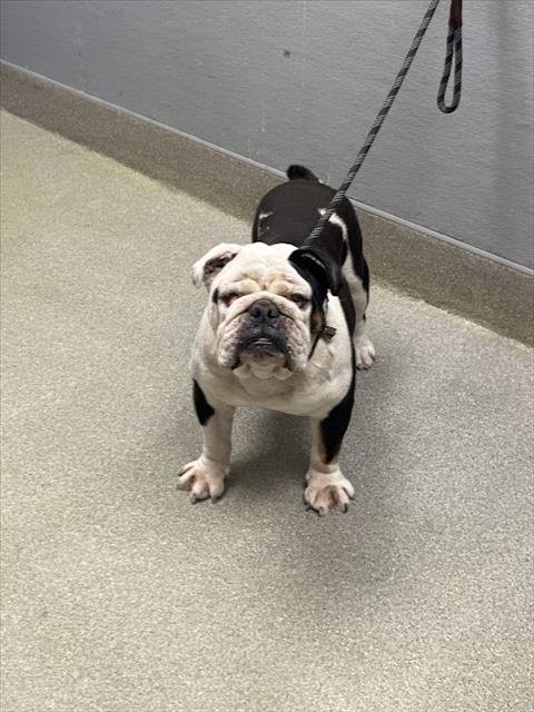 *BUBBA - English Bulldog available for adoption