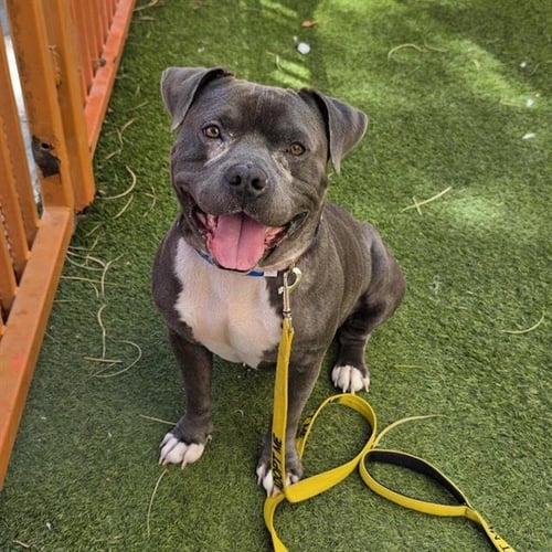 KAPONE - Pit Bull Terrier available for adoption