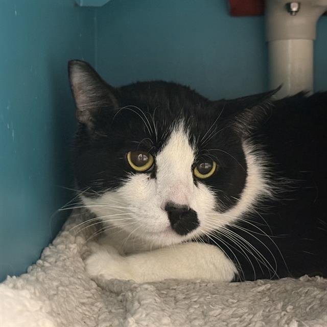 *SYLVESTER - Domestic Short Hair for adoption in North Las Vegas