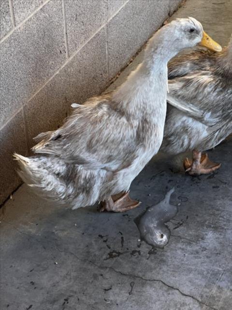 *WADDLES - Duck available for adoption