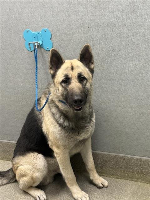 LOKI - German Shepherd Dog available for adoption