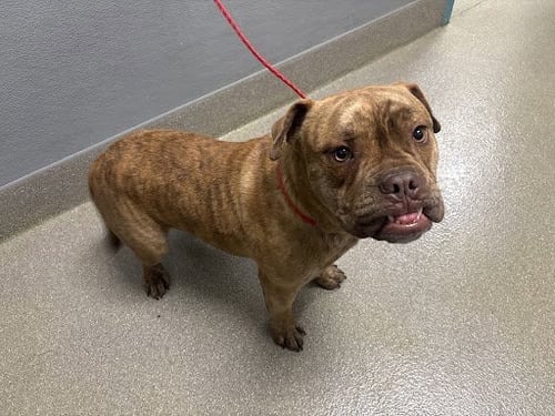 *SATURN - American Bulldog available for adoption