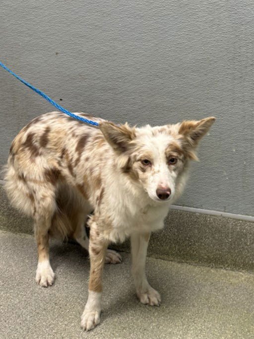 *LIV - Australian Shepherd available for adoption