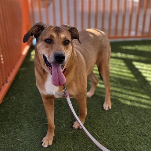 COPPER - Labrador Retriever available for adoption