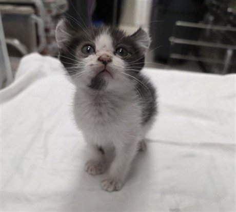 *CORONA - Domestic Short Hair for adoption in Las Vegas