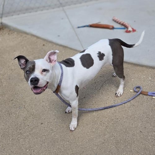 *HONEY BUNCHES - Pit Bull Terrier available for adoption