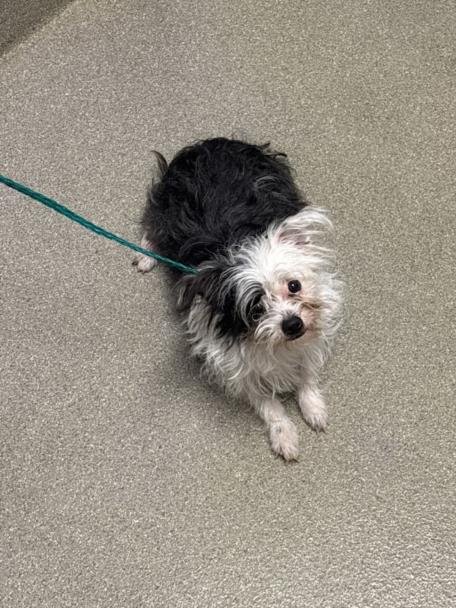 *MCFLURRY - Maltese available for adoption