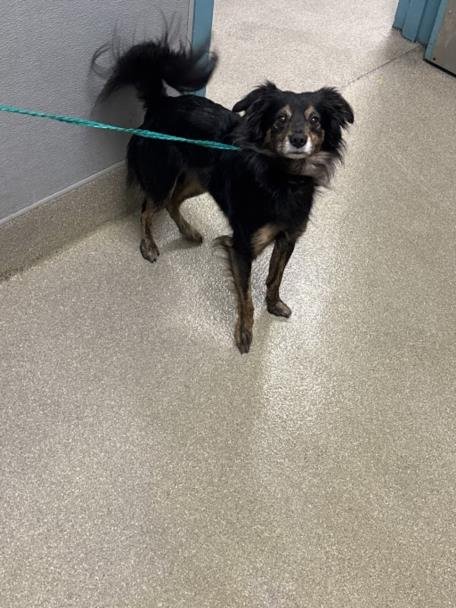 LINK - Chihuahua available for adoption