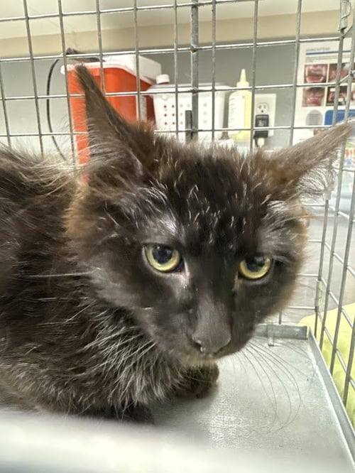 *BAKED BEAN - Domestic Short Hair available for adoption