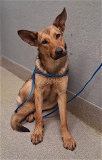*LUCY - German Shepherd Dog available for adoption