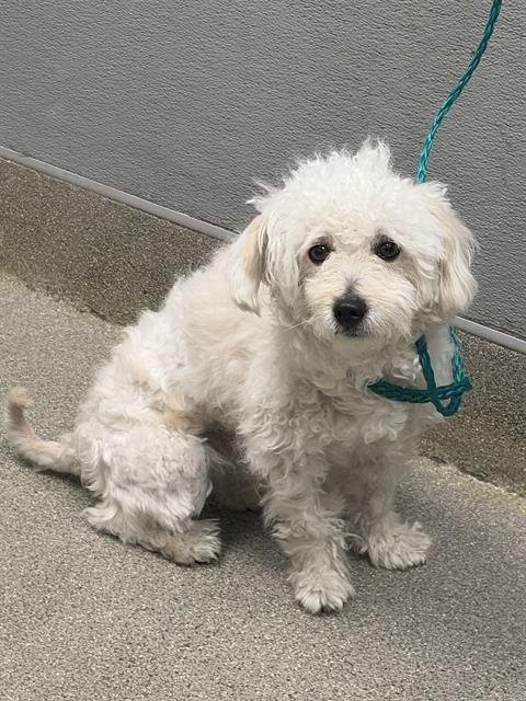 *PAWPEYE - Poodle (Miniature) available for adoption