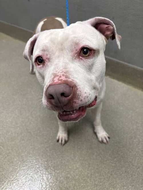 JT - Pit Bull Terrier available for adoption