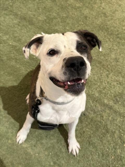 *BELLE - Pit Bull Terrier available for adoption