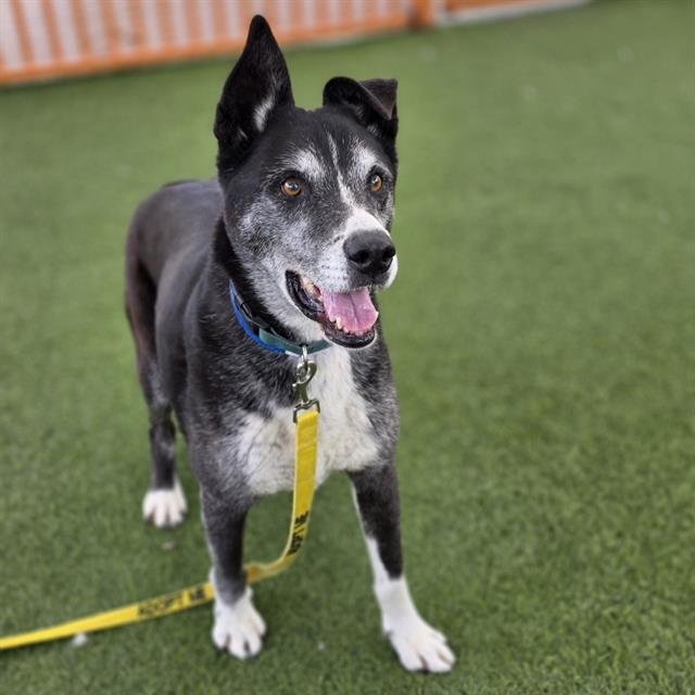 BLAZE - Siberian Husky available for adoption