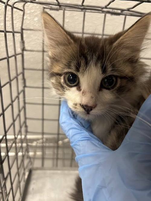 *HARRIETTE - Domestic Medium Hair available for adoption