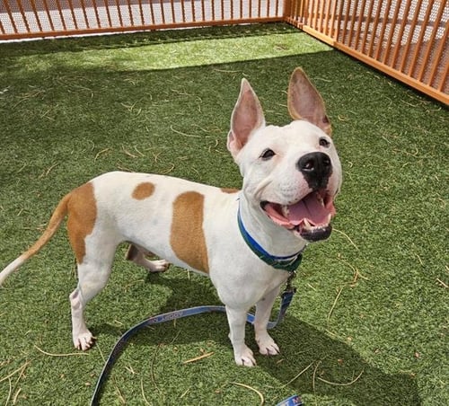 *KASH - Pit Bull Terrier available for adoption