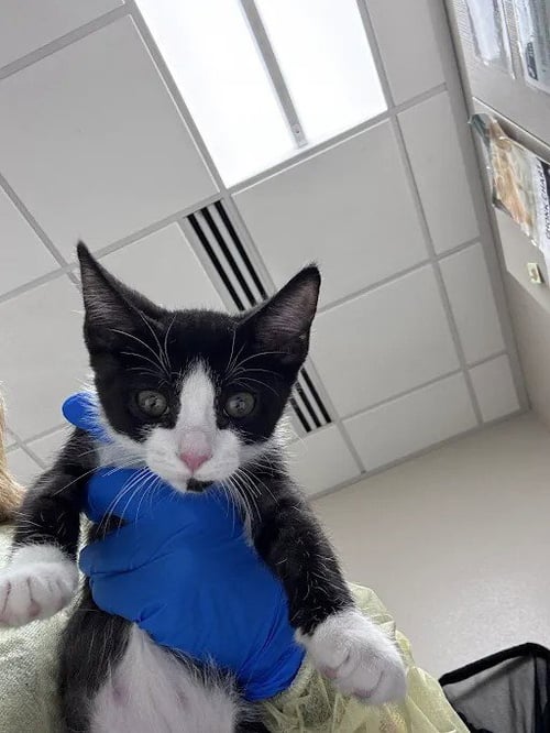 *AURORA - Domestic Short Hair available for adoption