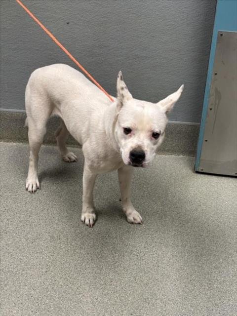 *ZUZU - Pit Bull Terrier available for adoption