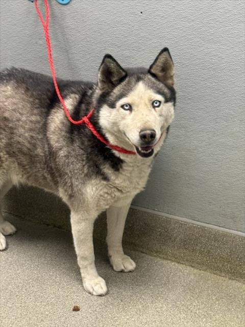 RONDA - Husky available for adoption