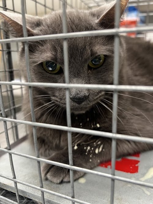 *QUEEN - Domestic Short Hair available for adoption