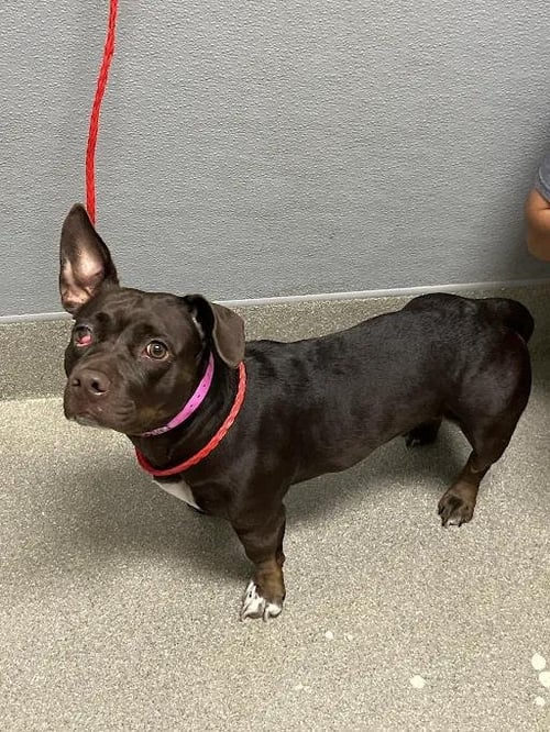*IZZY - Pit Bull Terrier / Dachshund available for adoption