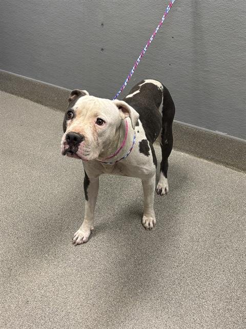 *SADIE MAE - Pit Bull Terrier available for adoption