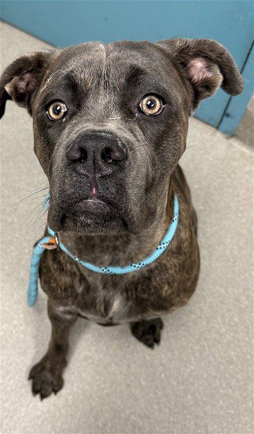 *JOE COOL - Cane Corso Mastiff available for adoption