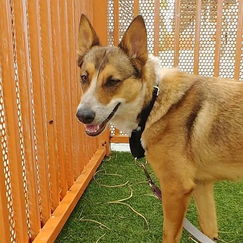 GRECIA - German Shepherd Dog available for adoption