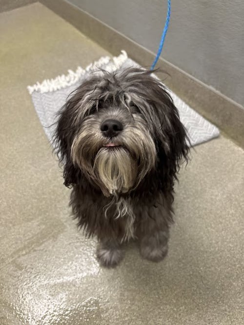 *SANCHO - Shih Tzu available for adoption