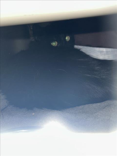 *PRECIOUS - Domestic Short Hair available for adoption