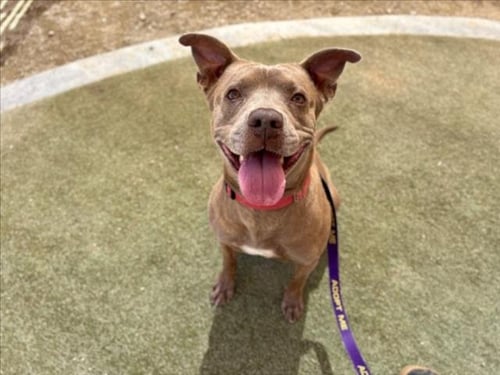 *PACO - Pit Bull Terrier available for adoption