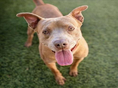 *PACO - Pit Bull Terrier available for adoption
