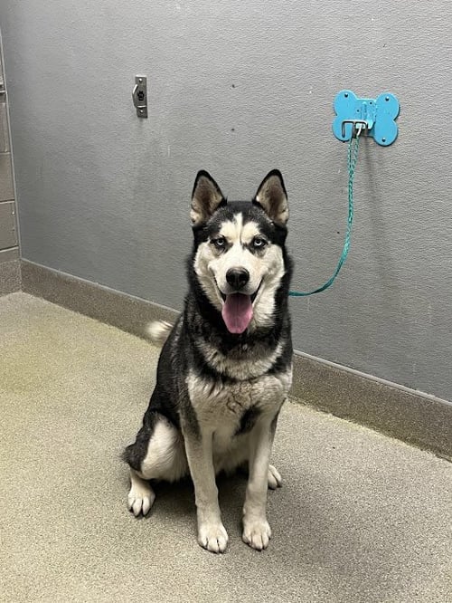 APOLLO - Siberian Husky available for adoption