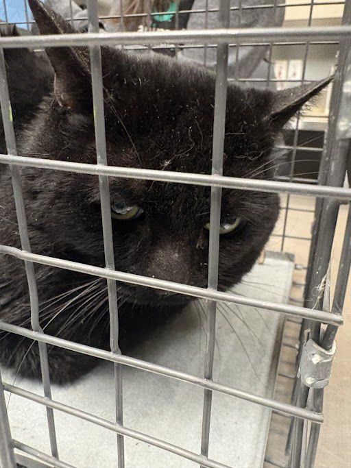 *JALAPENO - Domestic Short Hair available for adoption