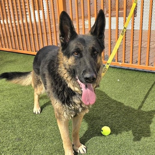 TOLA - German Shepherd Dog available for adoption