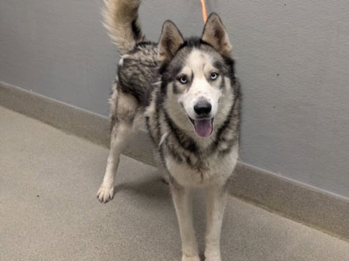 THUNDER - Siberian Husky available for adoption