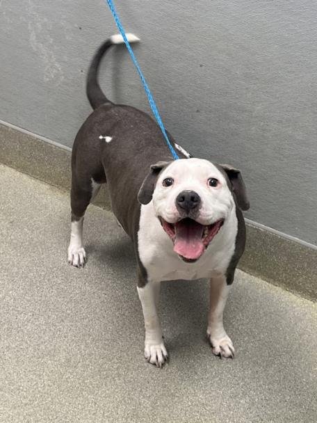 *ROSIE - Pit Bull Terrier available for adoption