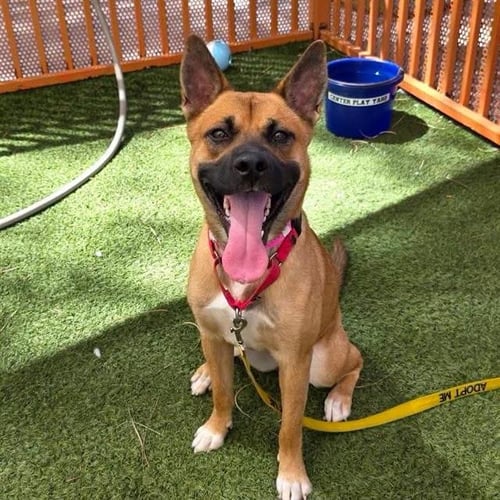 *DANDELION - Black Mouth Cur available for adoption